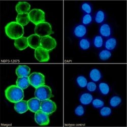 CD43/Sialophorin Rabbit anti-Human, Clone: 84-3C1, Novus Biologicals:Antibodies:Primary